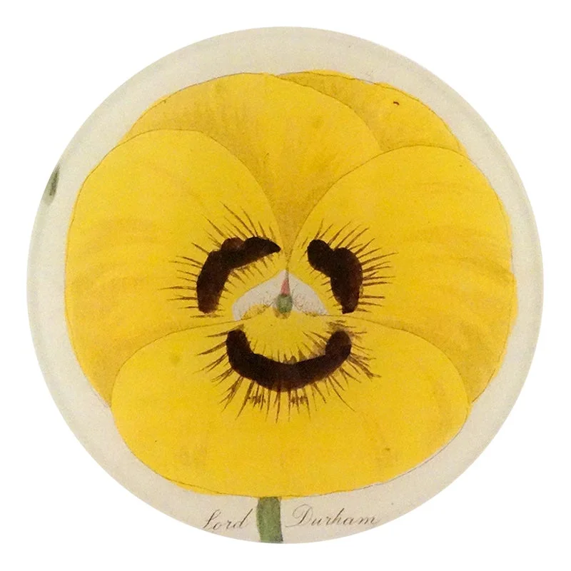 Lord Durham Pansy Plate