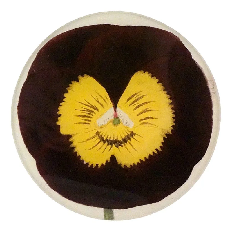 General Wolfe Pansy Plate